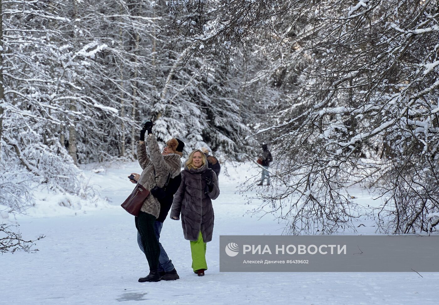 Зимняя Линдуловская роща в Ленинградской области
