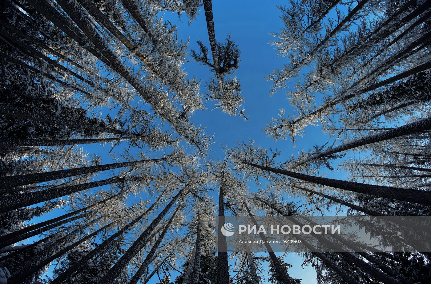 Зимняя Линдуловская роща в Ленинградской области