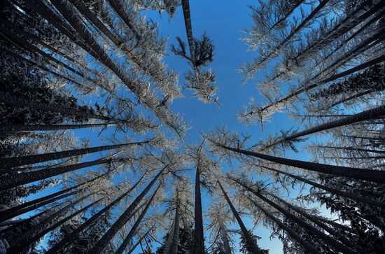 Зимняя Линдуловская роща в Ленинградской области