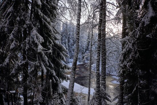 Зимняя Линдуловская роща в Ленинградской области