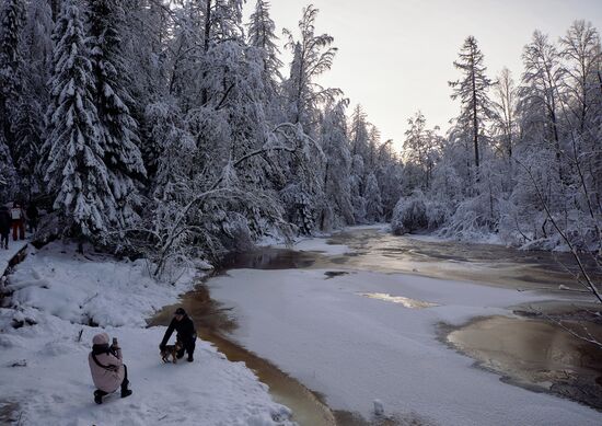Зимняя Линдуловская роща в Ленинградской области