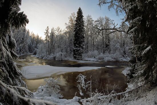 Зимняя Линдуловская роща в Ленинградской области