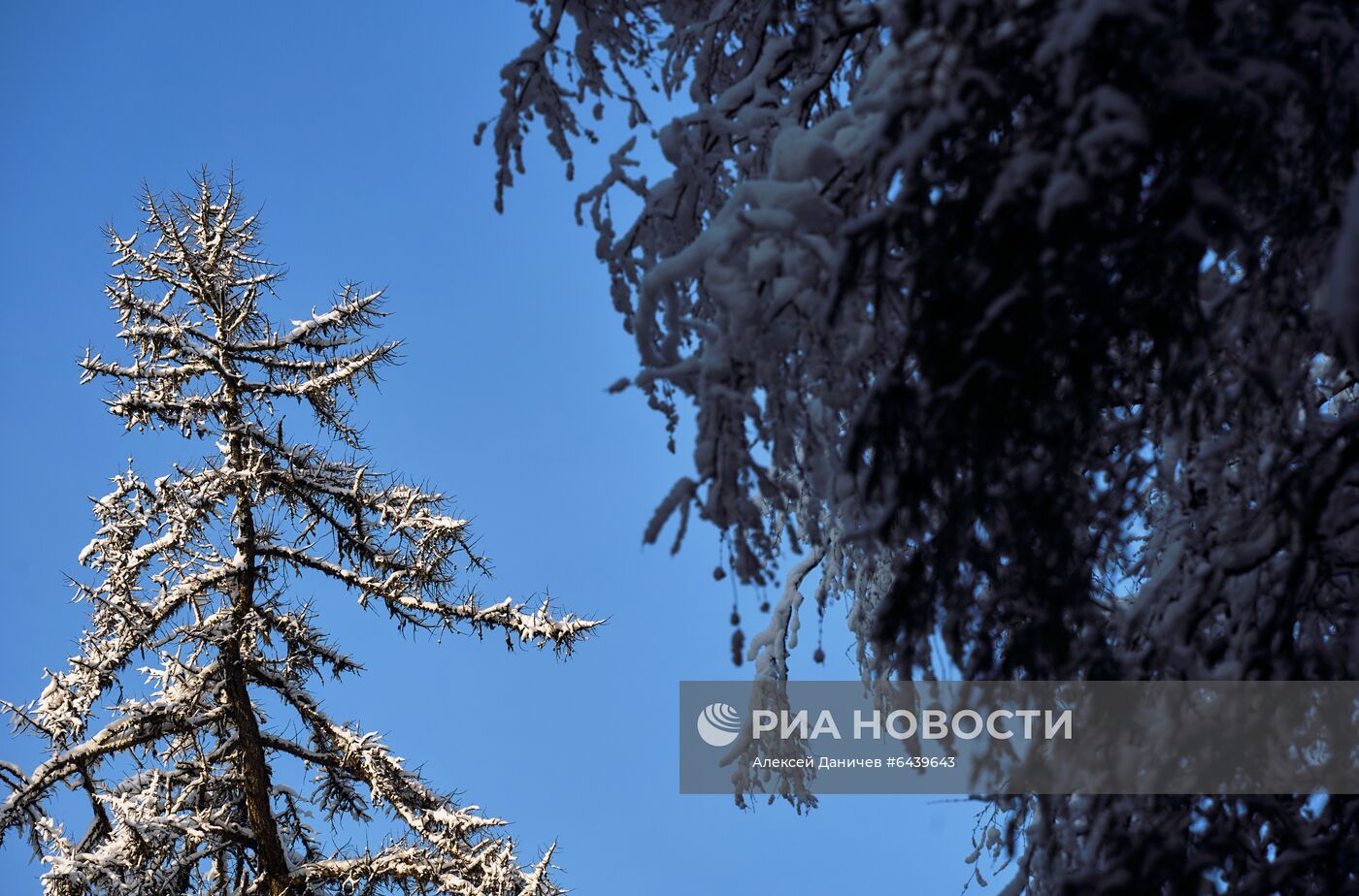 Зимняя Линдуловская роща в Ленинградской области