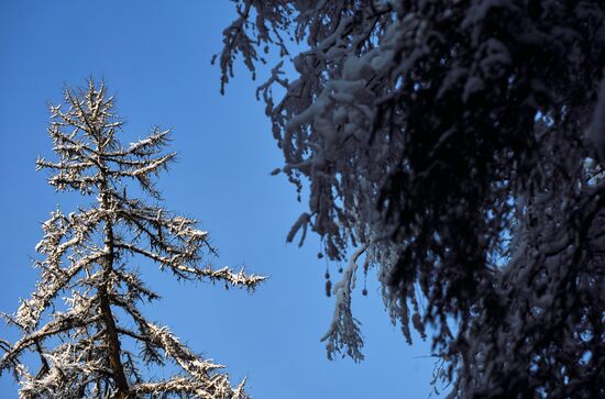 Зимняя Линдуловская роща в Ленинградской области