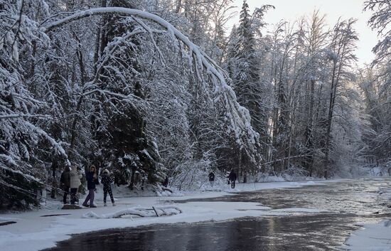 Зимняя Линдуловская роща в Ленинградской области