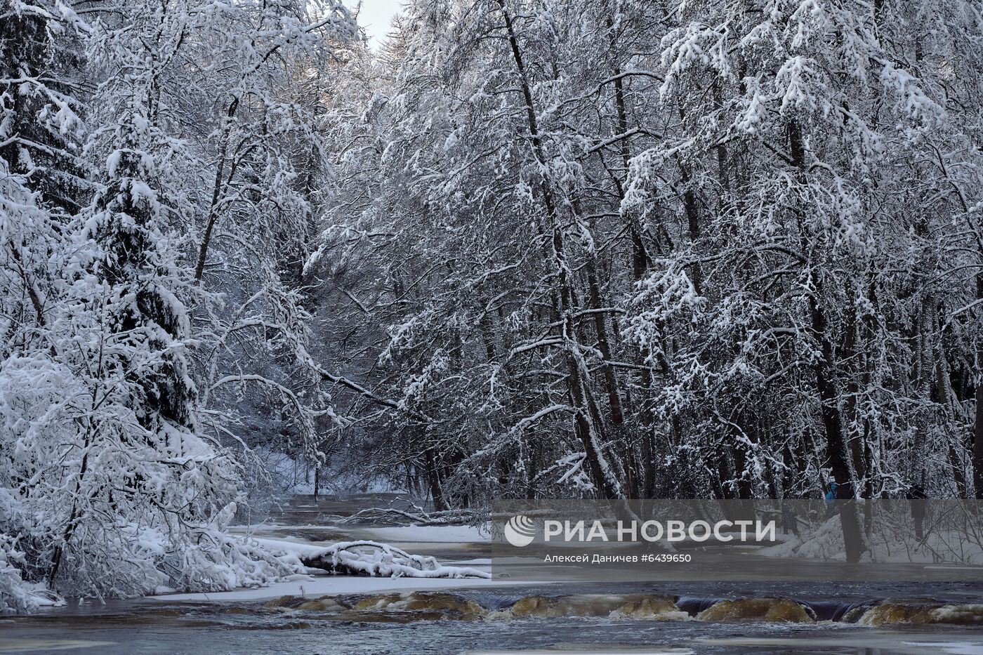 Зимняя Линдуловская роща в Ленинградской области
