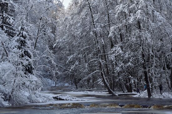 Зимняя Линдуловская роща в Ленинградской области