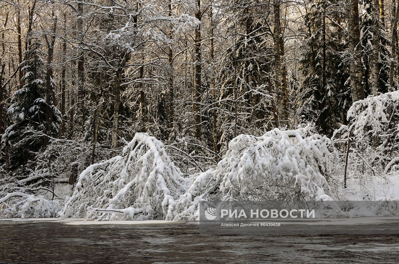 Зимняя Линдуловская роща в Ленинградской области