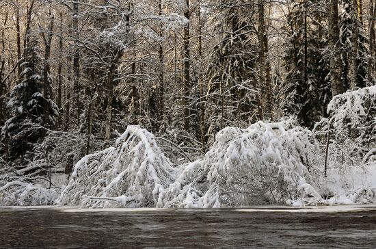 Зимняя Линдуловская роща в Ленинградской области
