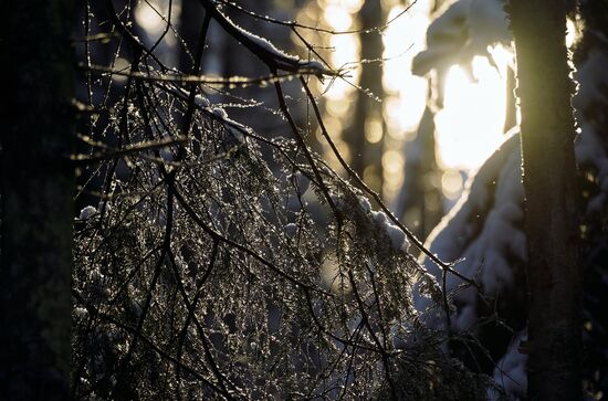 Зимняя Линдуловская роща в Ленинградской области