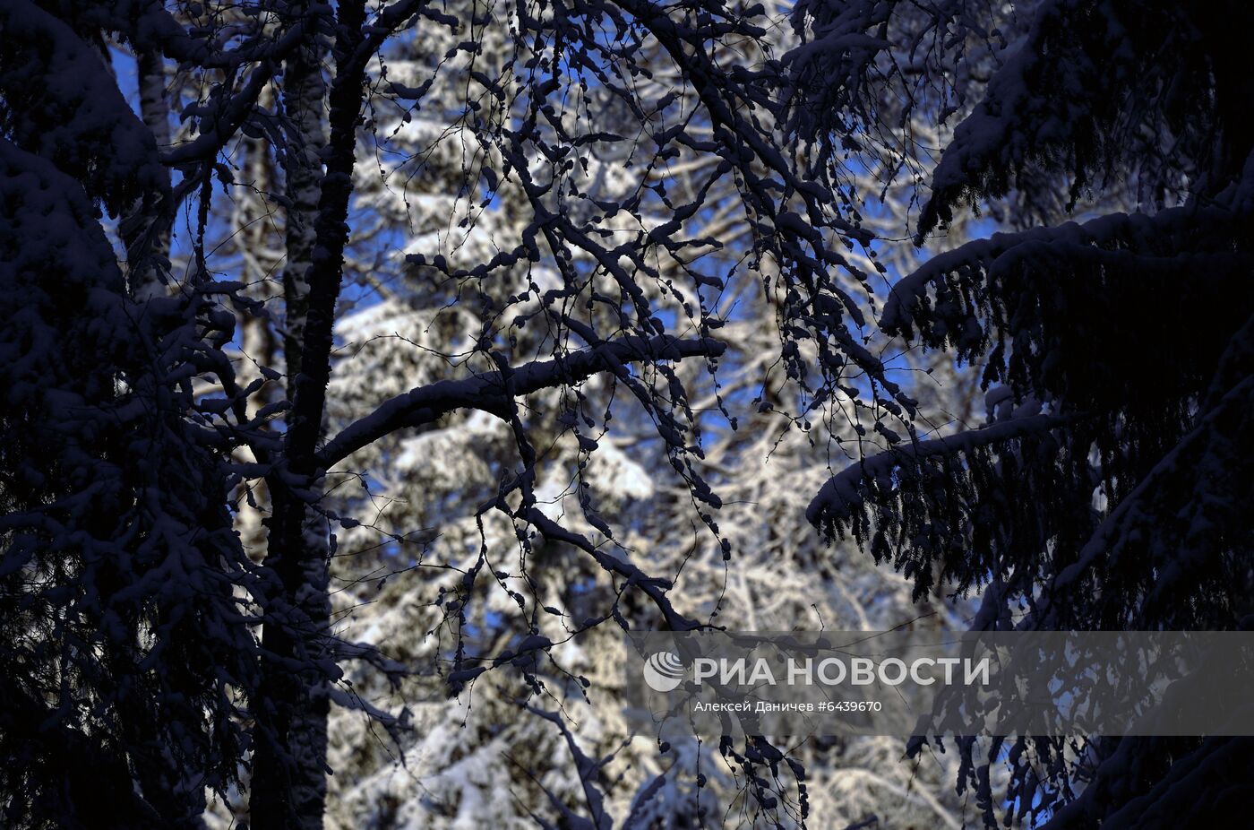 Зимняя Линдуловская роща в Ленинградской области