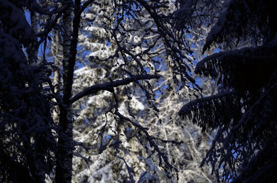 Зимняя Линдуловская роща в Ленинградской области