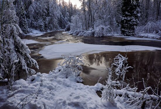 Зимняя Линдуловская роща в Ленинградской области