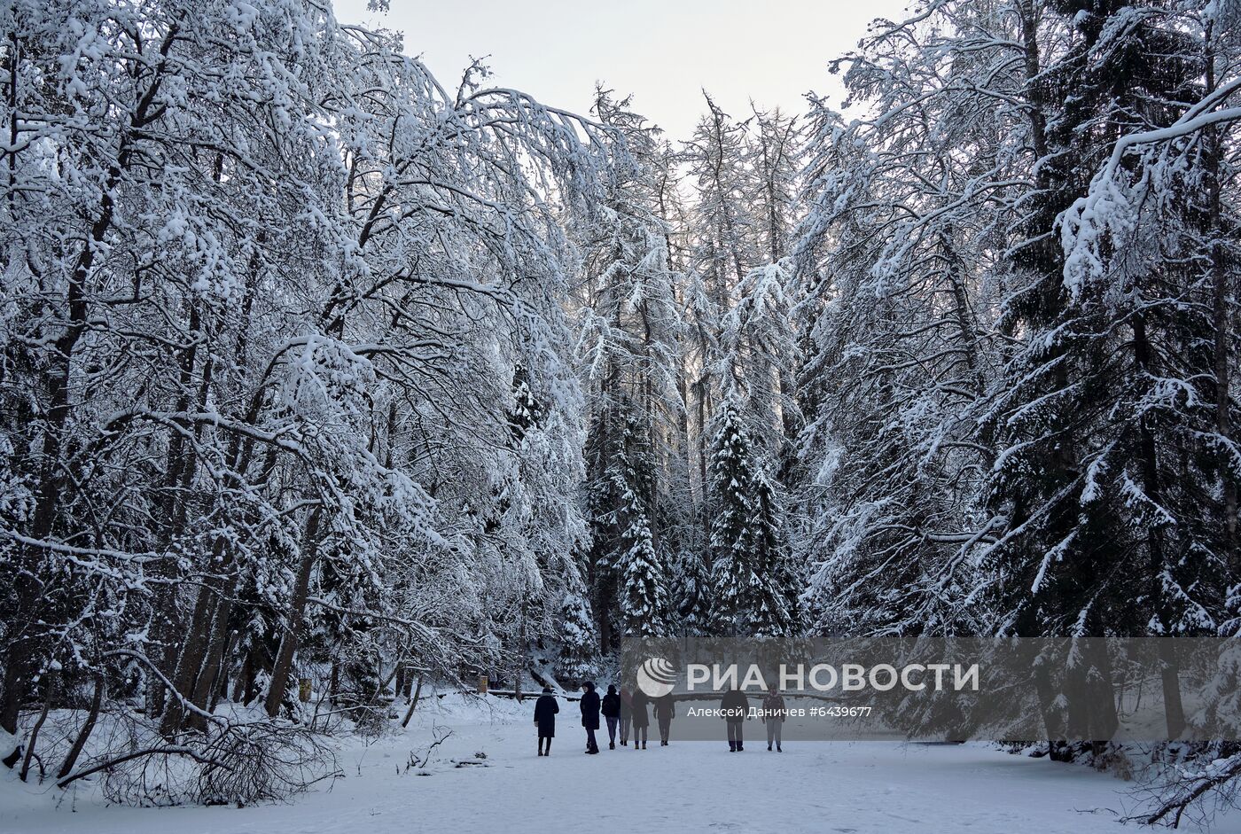 Зимняя Линдуловская роща в Ленинградской области