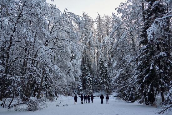 Зимняя Линдуловская роща в Ленинградской области