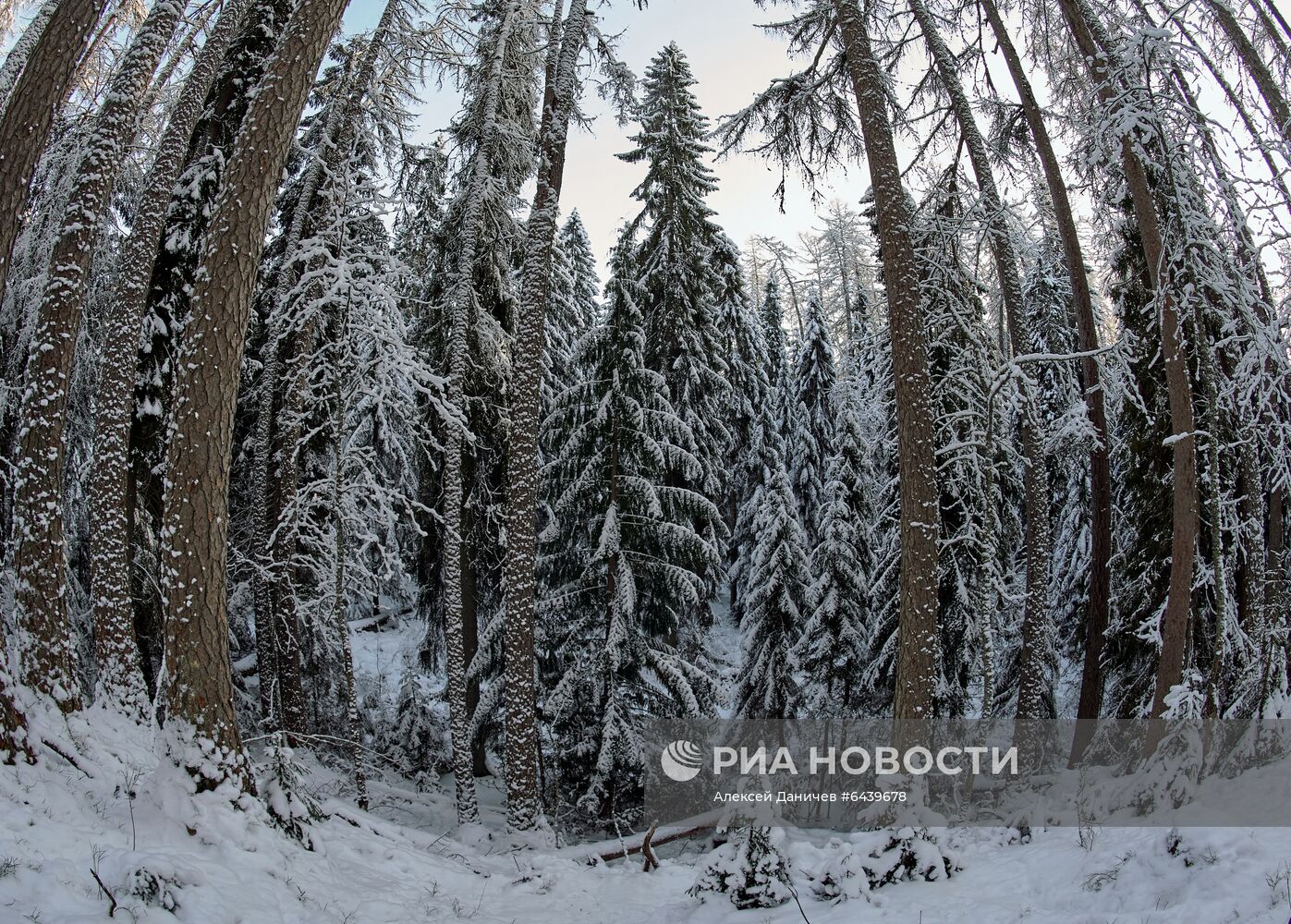 Зимняя Линдуловская роща в Ленинградской области