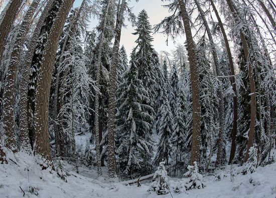 Зимняя Линдуловская роща в Ленинградской области