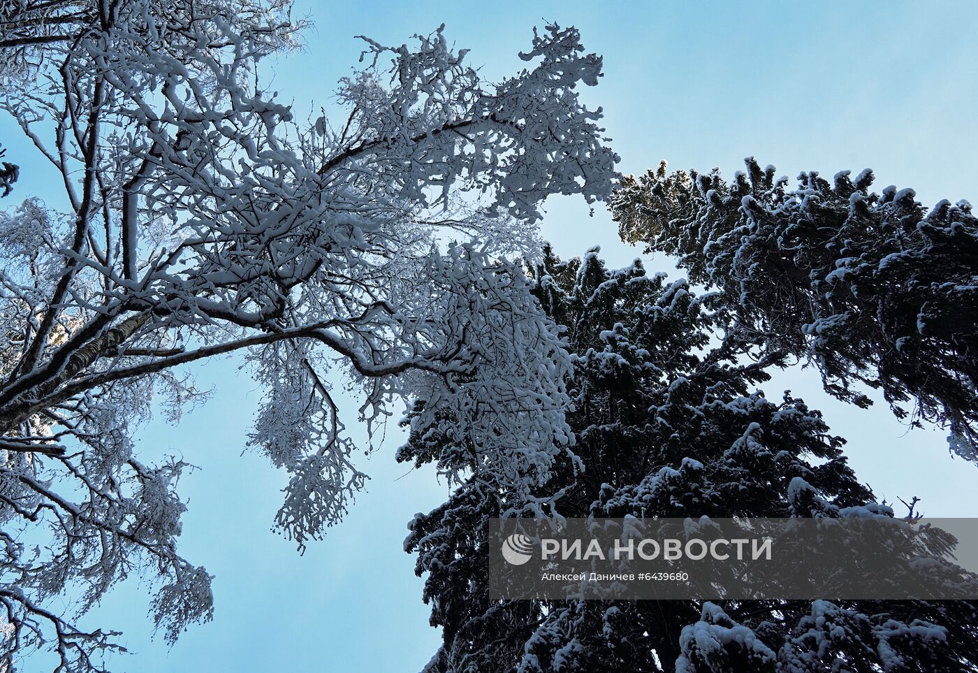 Зимняя Линдуловская роща в Ленинградской области