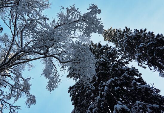 Зимняя Линдуловская роща в Ленинградской области