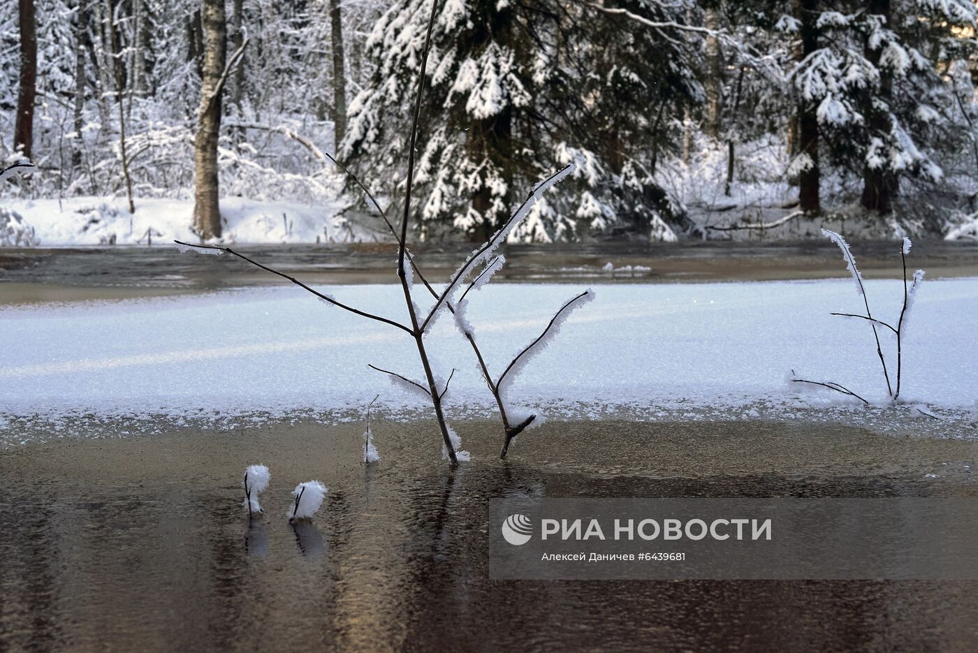 Зимняя Линдуловская роща в Ленинградской области