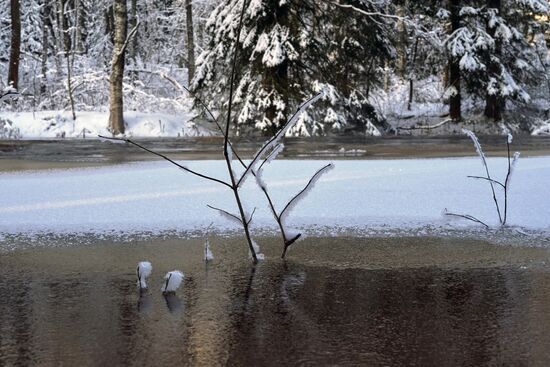 Зимняя Линдуловская роща в Ленинградской области