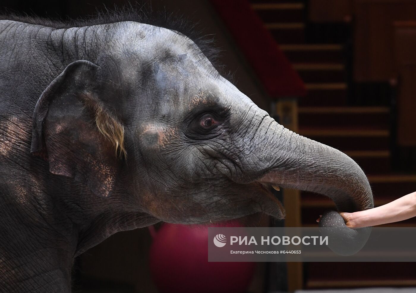 День рождения слонихи Николь в Большом Московском цирке
