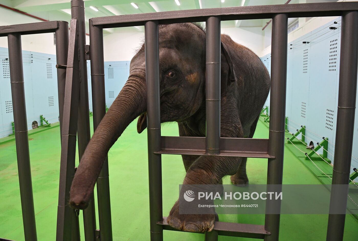 День рождения слонихи Николь в Большом Московском цирке