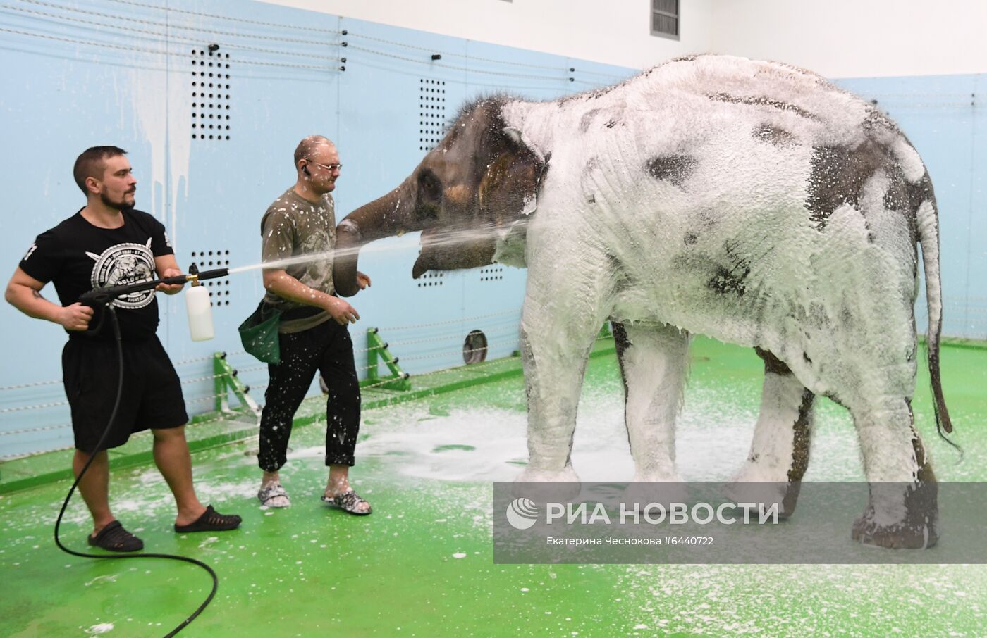 День рождения слонихи Николь в Большом Московском цирке