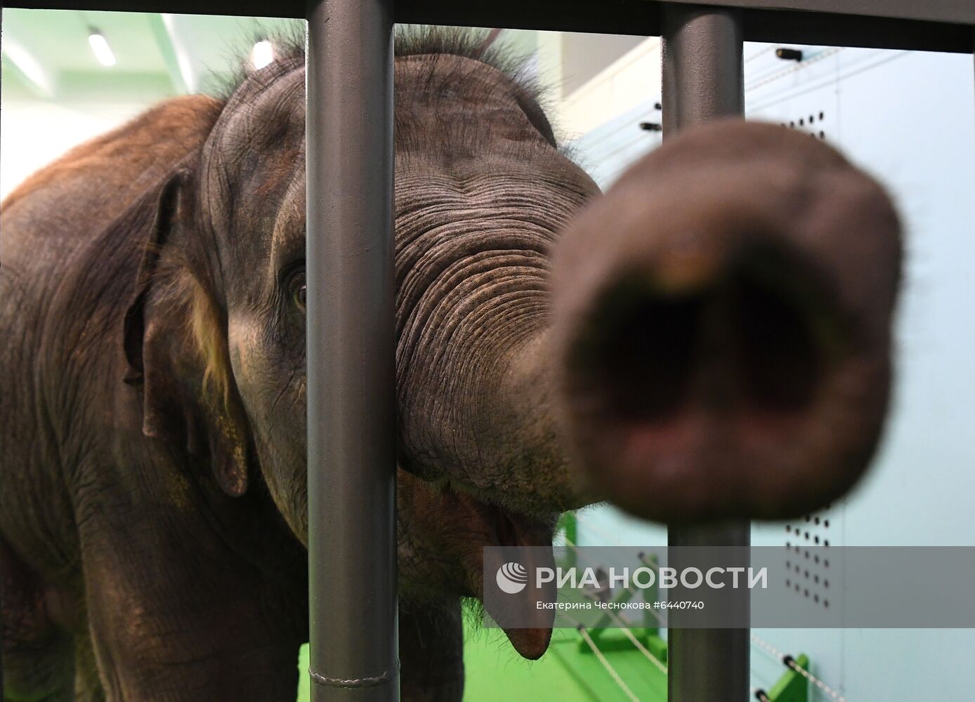 День рождения слонихи Николь в Большом Московском цирке