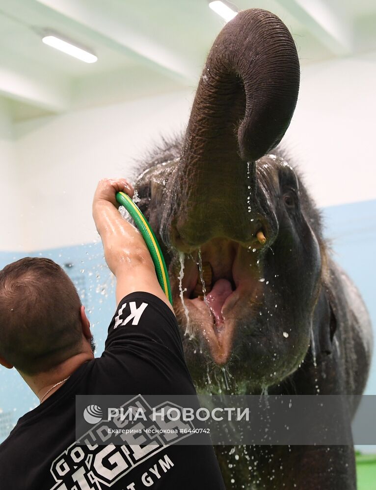 День рождения слонихи Николь в Большом Московском цирке