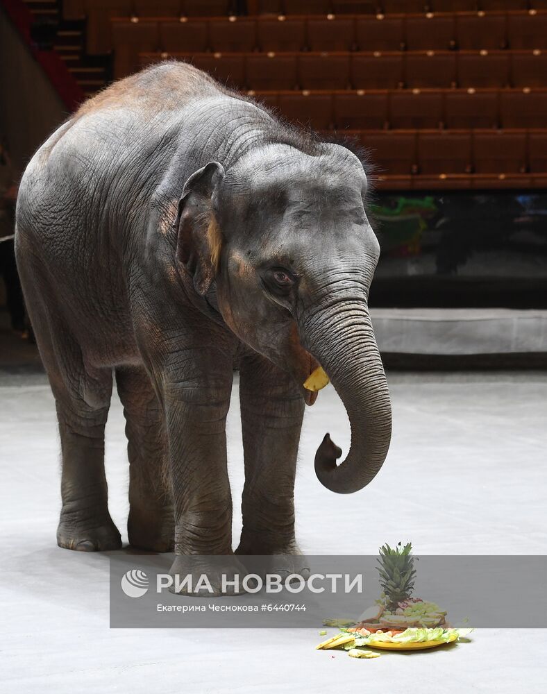 День рождения слонихи Николь в Большом Московском цирке