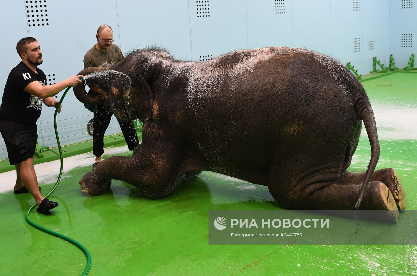 День рождения слонихи Николь в Большом Московском цирке