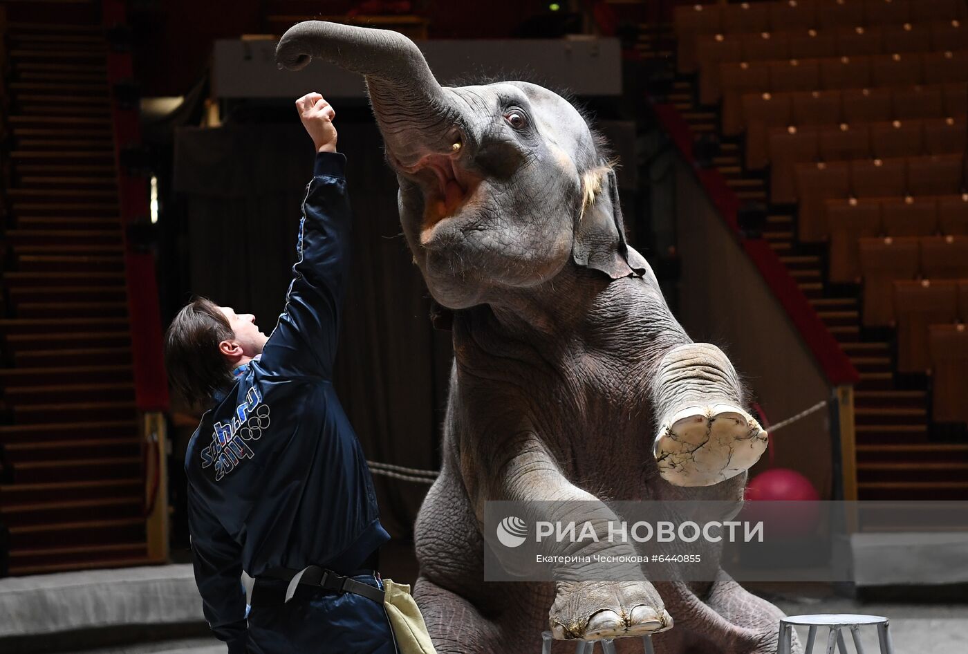 День рождения слонихи Николь в Большом Московском цирке