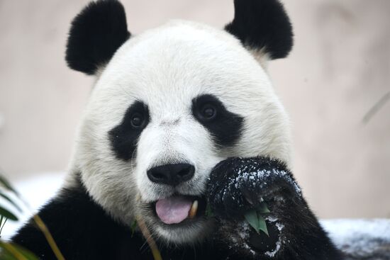 Московский зоопарк