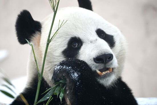 Московский зоопарк