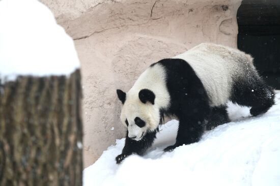 Московский зоопарк