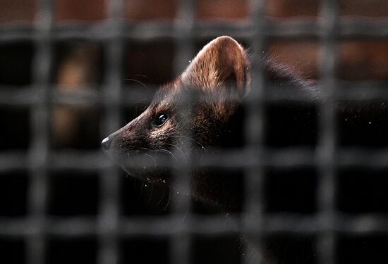 Московский зоопарк