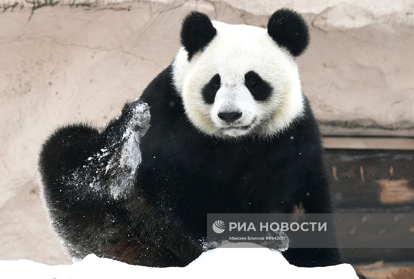 Панды в Московском зоопарке