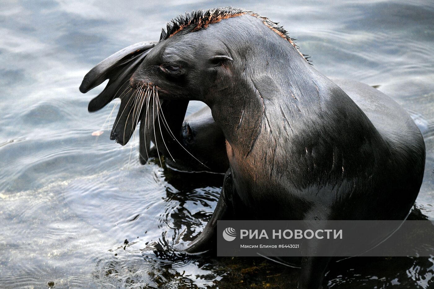 Московский зоопарк