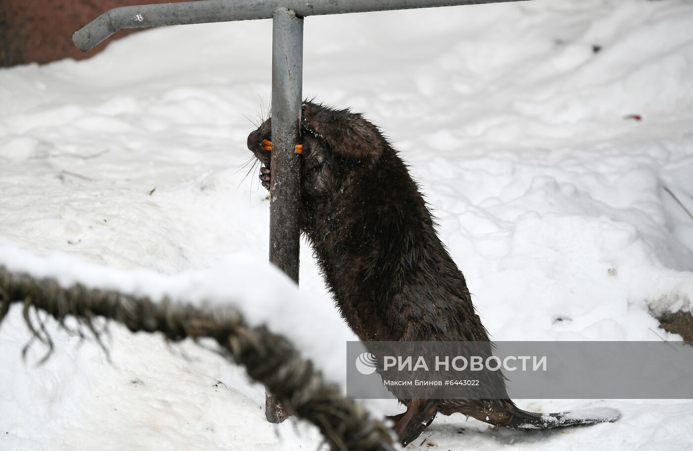 Московский зоопарк