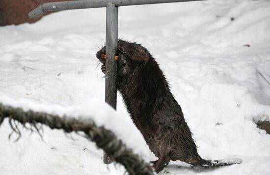 Московский зоопарк