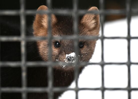 Московский зоопарк