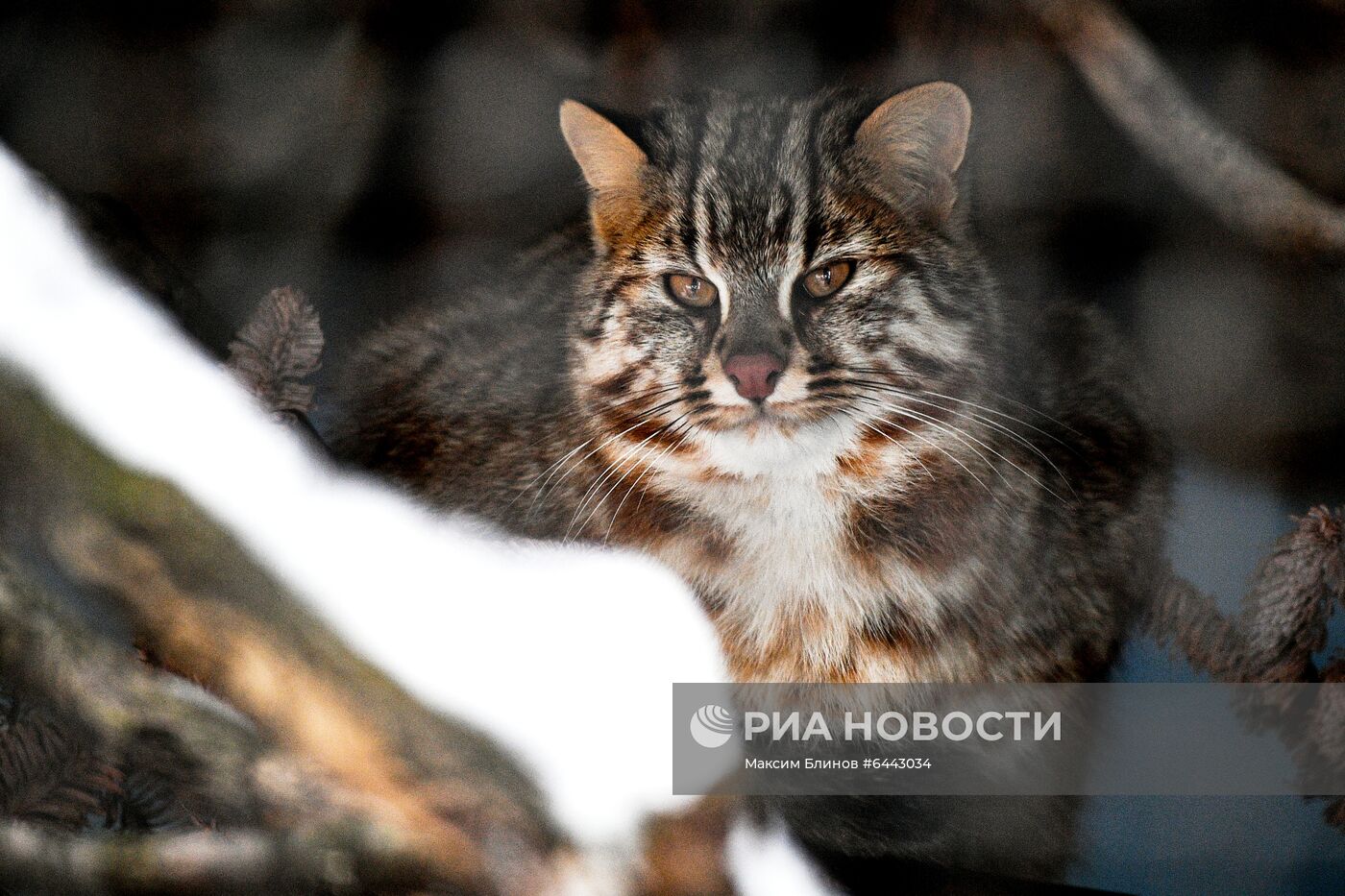 Московский зоопарк