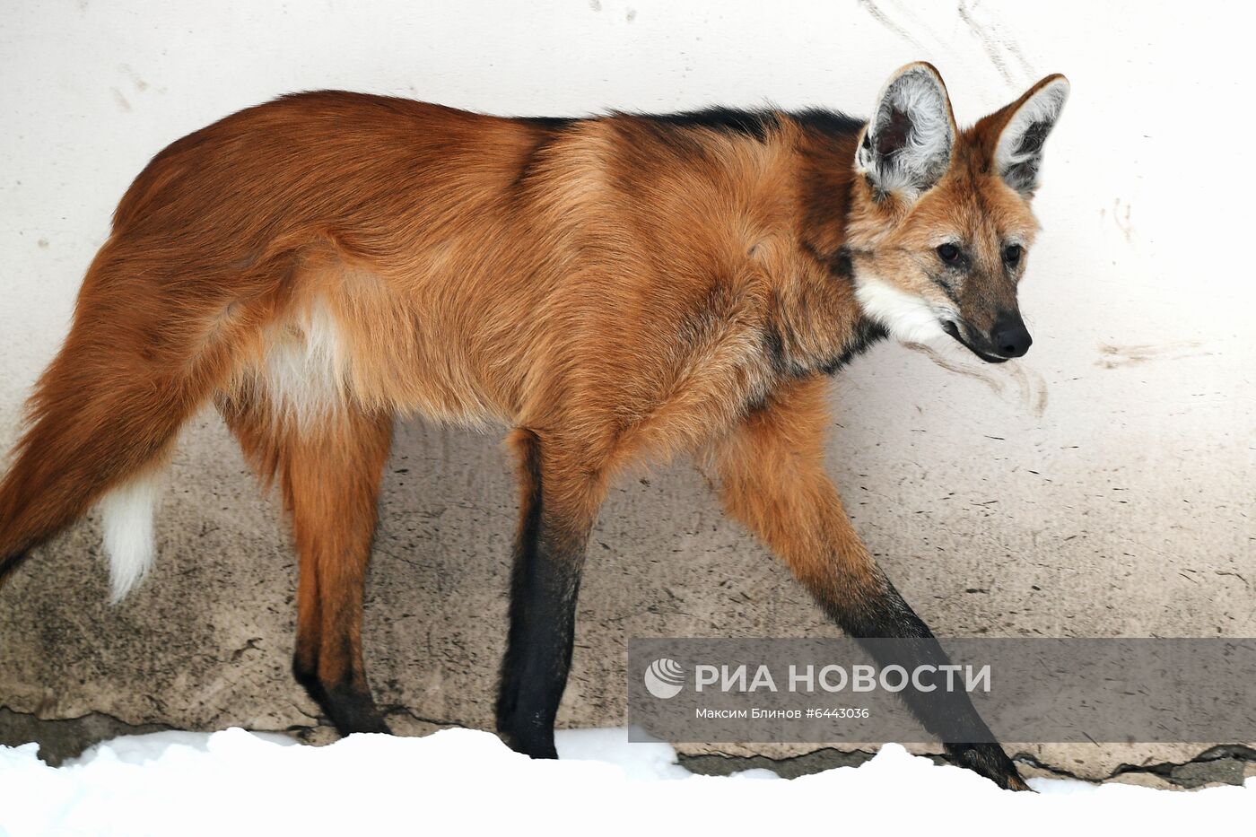 Московский зоопарк