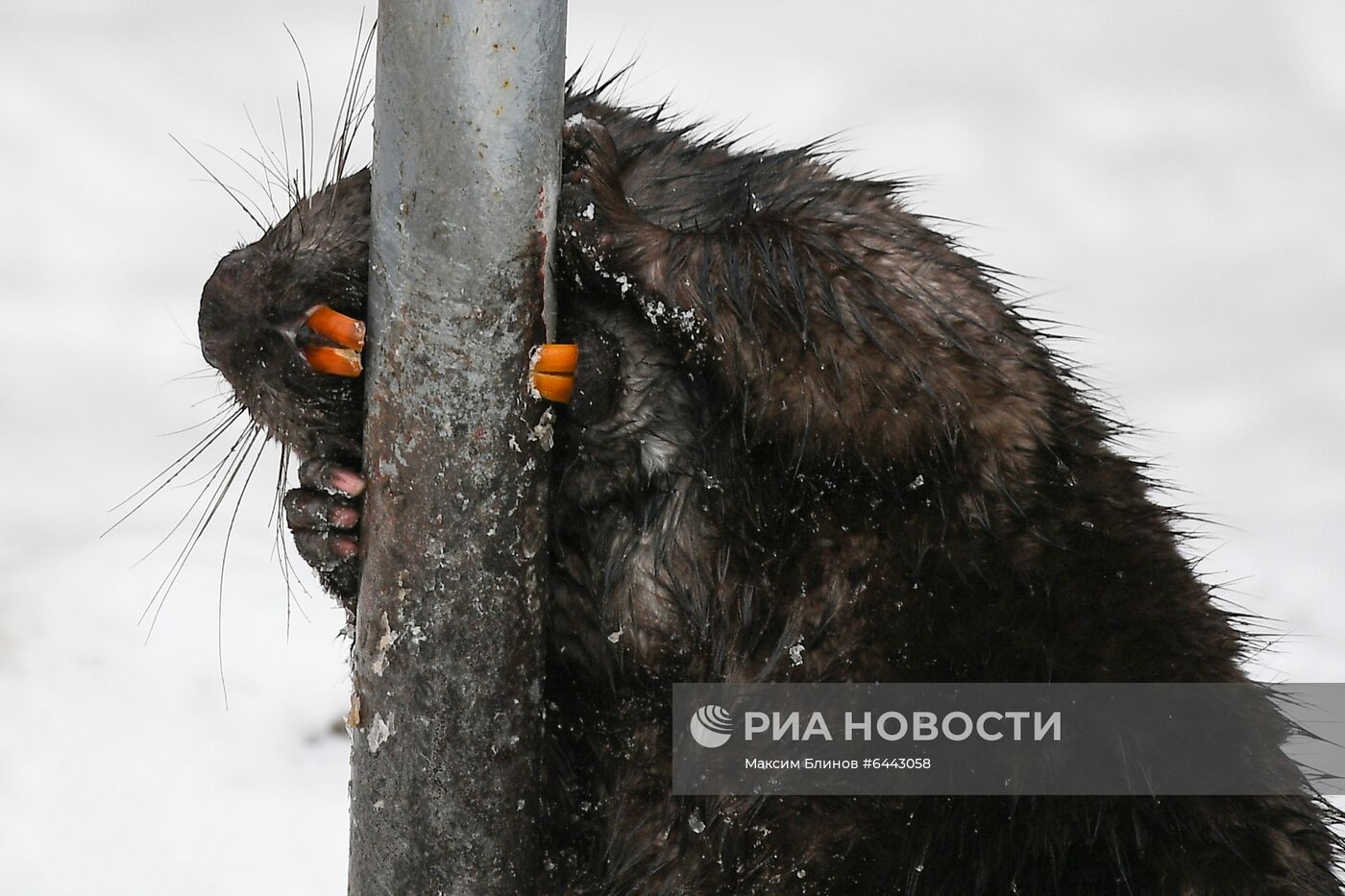 Московский зоопарк