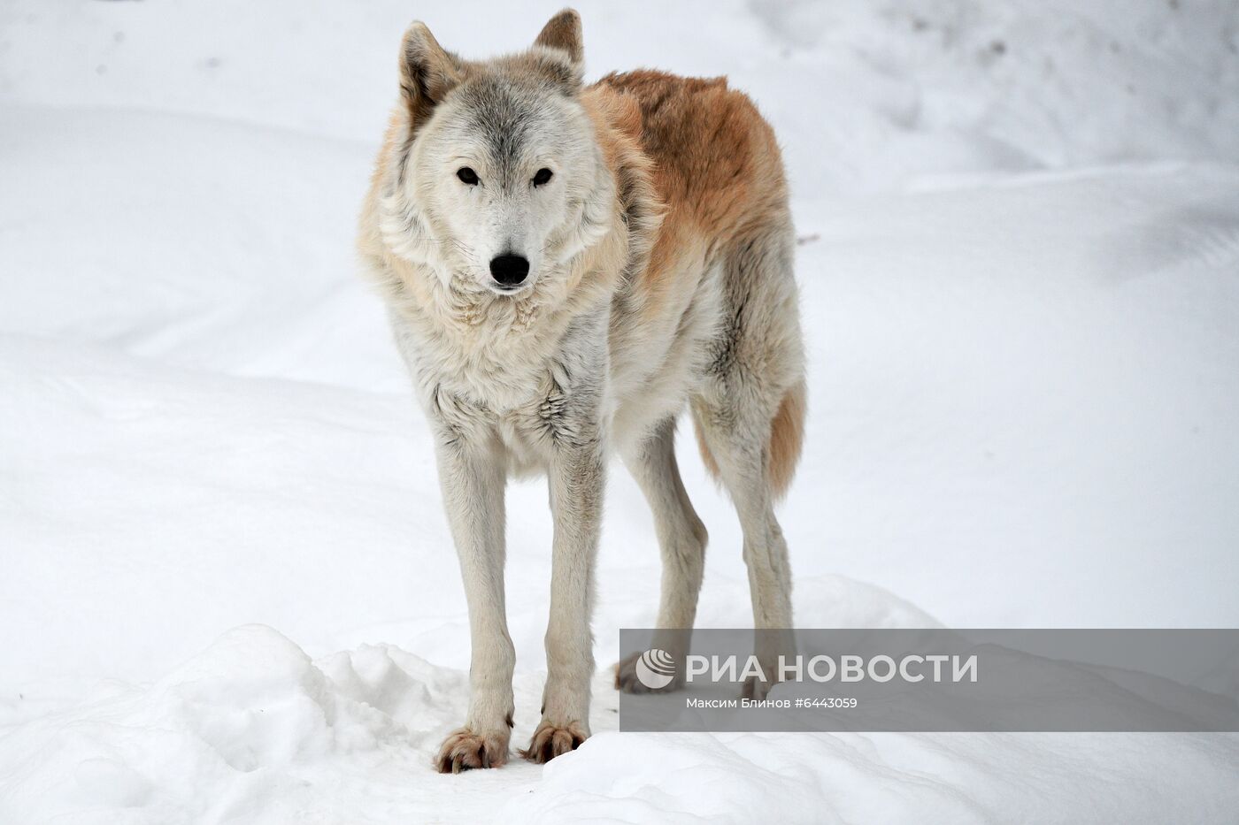 Московский зоопарк