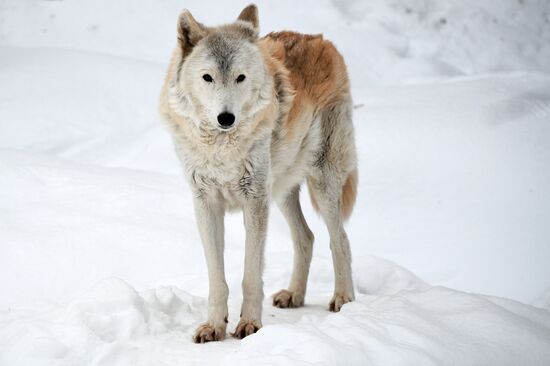 Московский зоопарк