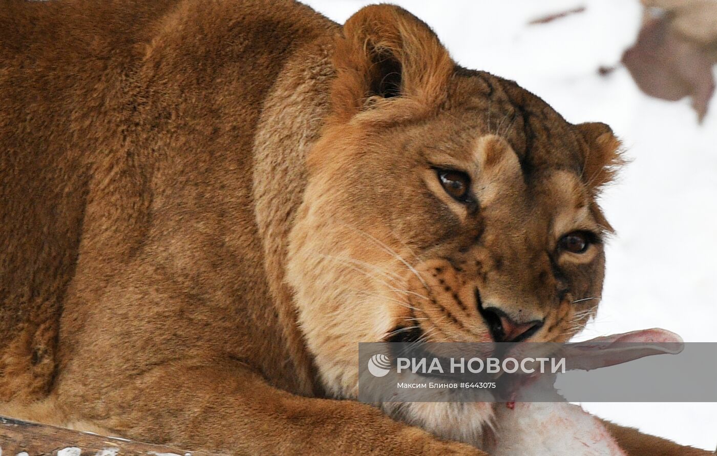 Московский зоопарк