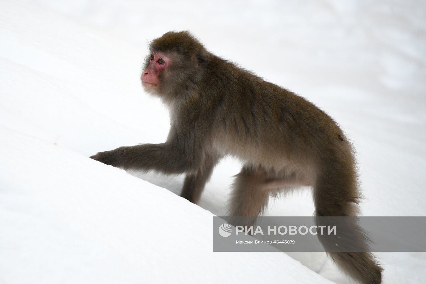 Московский зоопарк