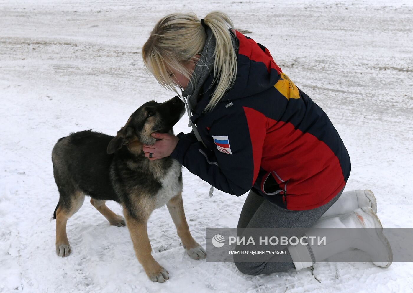 Отлов бездомных собак в Красноярске